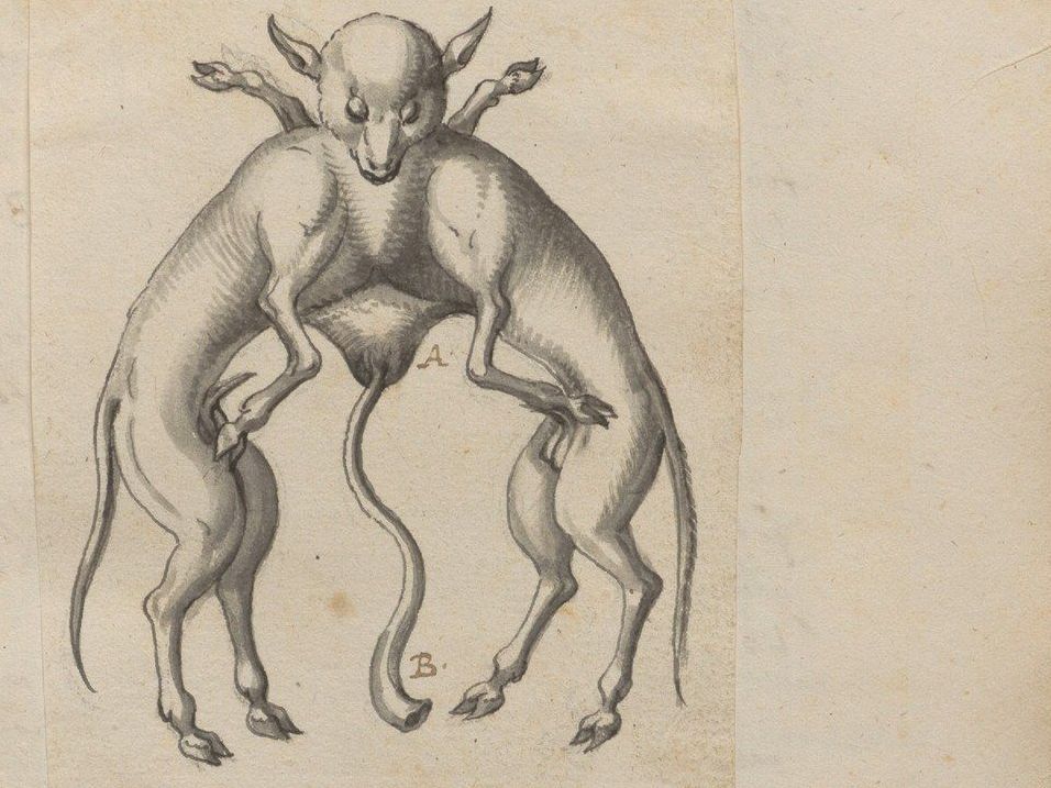 Illustration von Fabry eines Schafes mit Missbildungen.