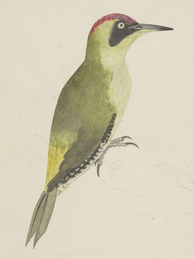 Illustration eines Grünspechts.