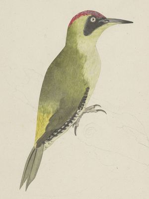 Illustration eines Grünspechts.